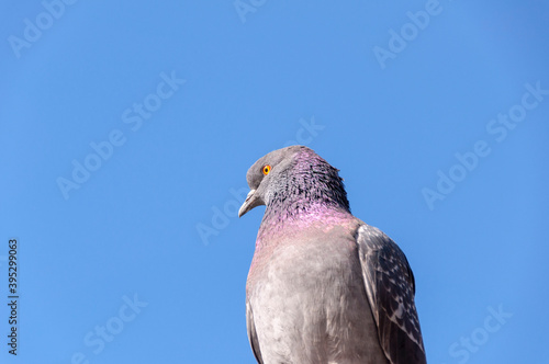 Portrait of a Lonely urban pigeon dove sits on crossbeams against a blue sky.