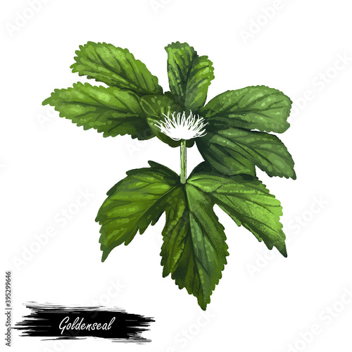 Goldenseal Hydrastis canadensis, orangeroot or yellow puccoon perennial herb in buttercup family Ranunculaceae, native to southeastern Canada and eastern United States. Digital art illustration. photo