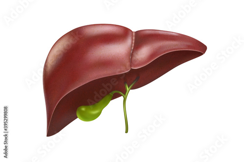 Vector illustration of the hepatic system organ and digestive gallbladder