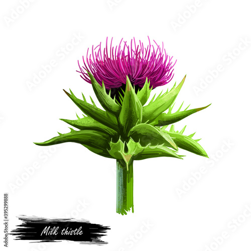 Milk thistle isolated digital art illustration. Silybum marianum, cardus marianus, blessed milkthistle, Marian or Mary, Saint Mary's thistle, Mediterranean milk thistle, variegated Scotch thistles. photo