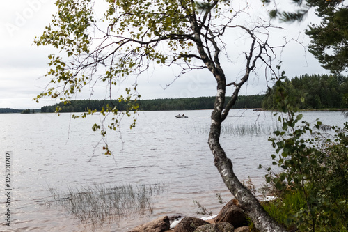 tree on the lake © Aleksandra