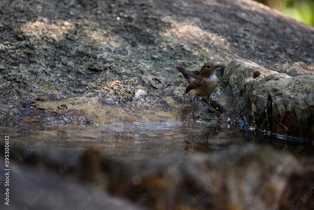 Fototapeta premium Abbot 's Babbler