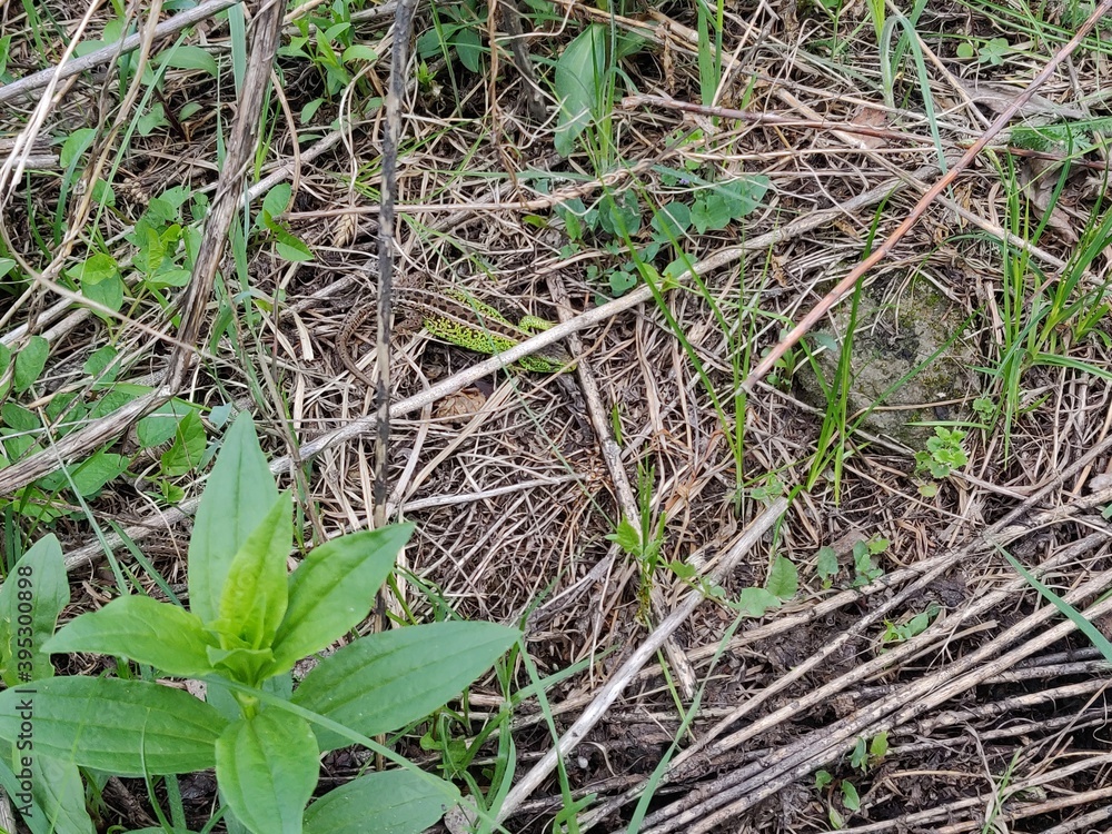 hand holding a grass hand holding a grass