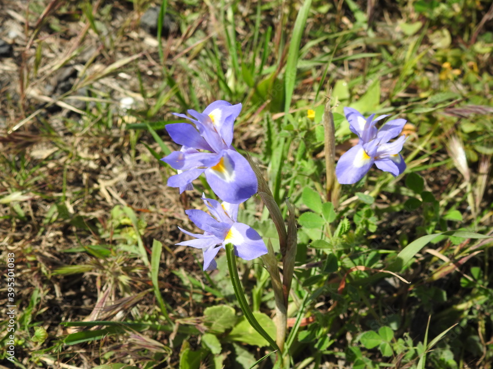 Barbary Nut (Gynandriris sisyrinchium) Barbary Nut (Gynandriris sisyrinchium)