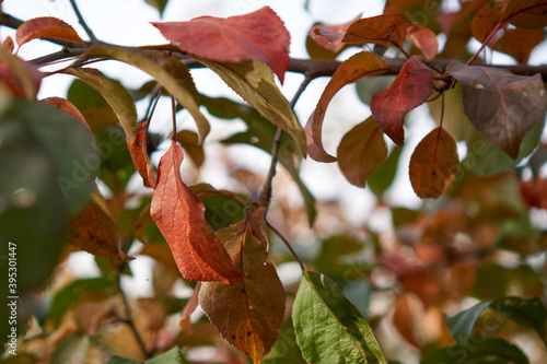 fall foliage