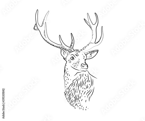 Deer with antlers on a white background. Sketch. Vector illustration.