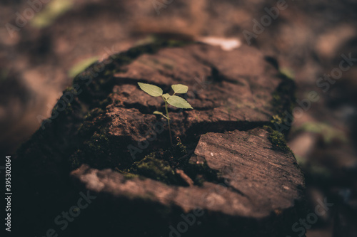 tree on the ground