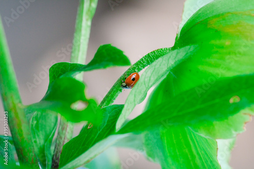 The ladybug on the green leaf.