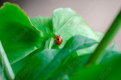 The ladybug on the green leaf.