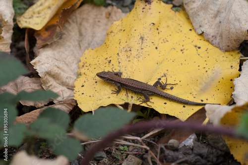 The lizard on the dry leaf