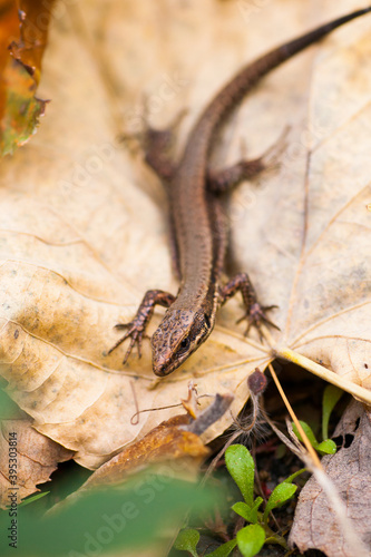 The lizard on the dry leaf