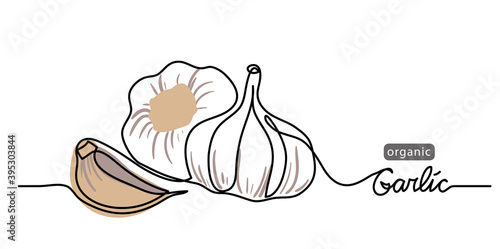 Garlic vector illustration, background. One line drawing art illustration with lettering organic garlic.