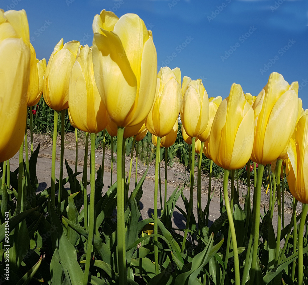 Obraz premium Tulipa Big Smile, Tulpenbluete