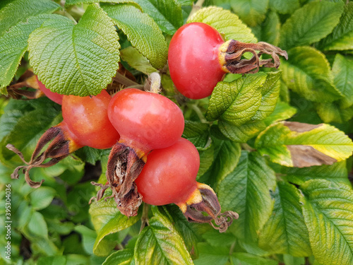 Apfelrose, Rosa rugosa photo