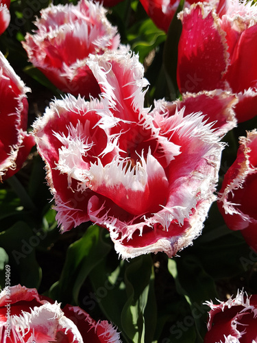 Tulipa New Santa photo