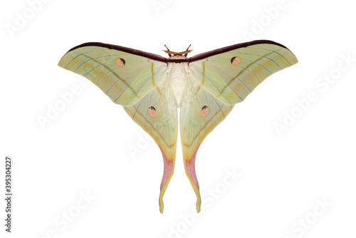 Moon Moth or Actias maenas isolated on white background, Beautiful night butterfly