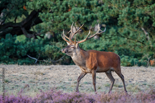 Red deer (Cervus elaphus) stag trying to impress the females in the rutting season in the forest of National Park Hoge Veluwe in the Netherlands