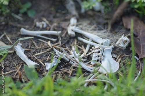 Bild auf Leinwand Small animal bones on the ground