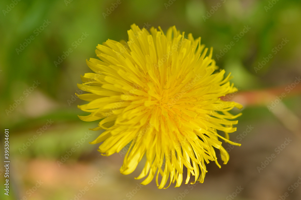 Gewöhnlicher Löwenzahn (Taraxacum sect. Ruderalia) Gewöhnlicher Löwenzahn (Taraxacum sect. Ruderalia)