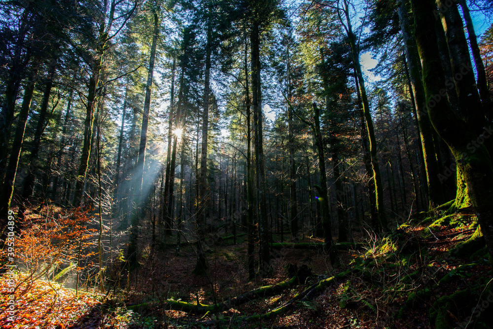 Fototapeta premium Risnjak national park in Croatia landscape