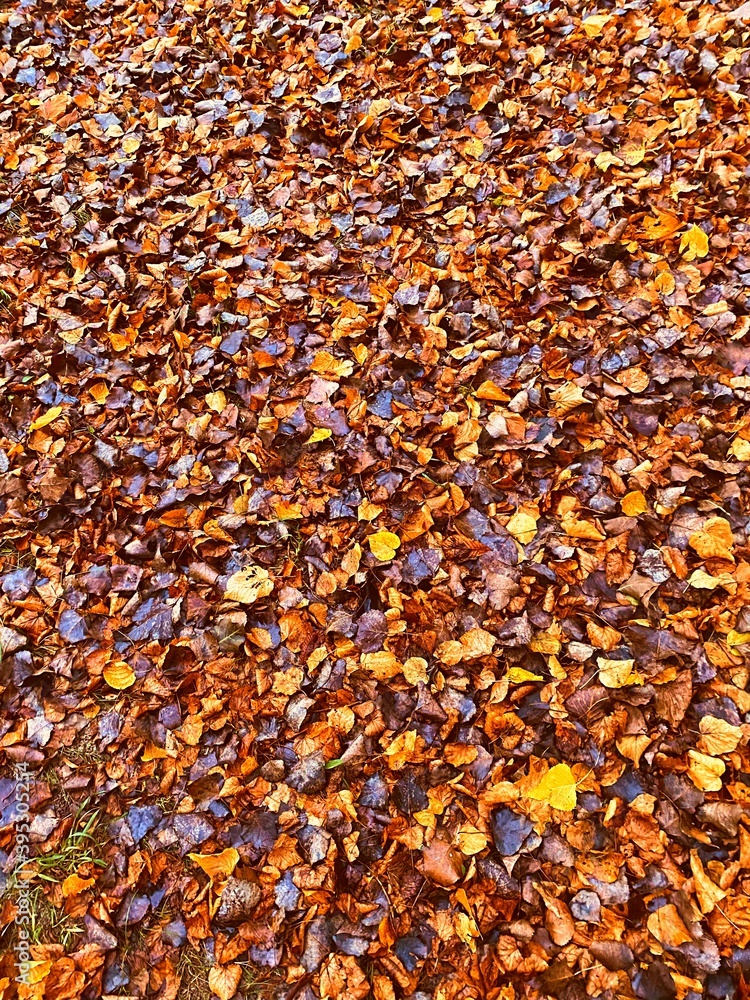 Beautiful autumn leaves colorful background Beautiful autumn leaves colorful background