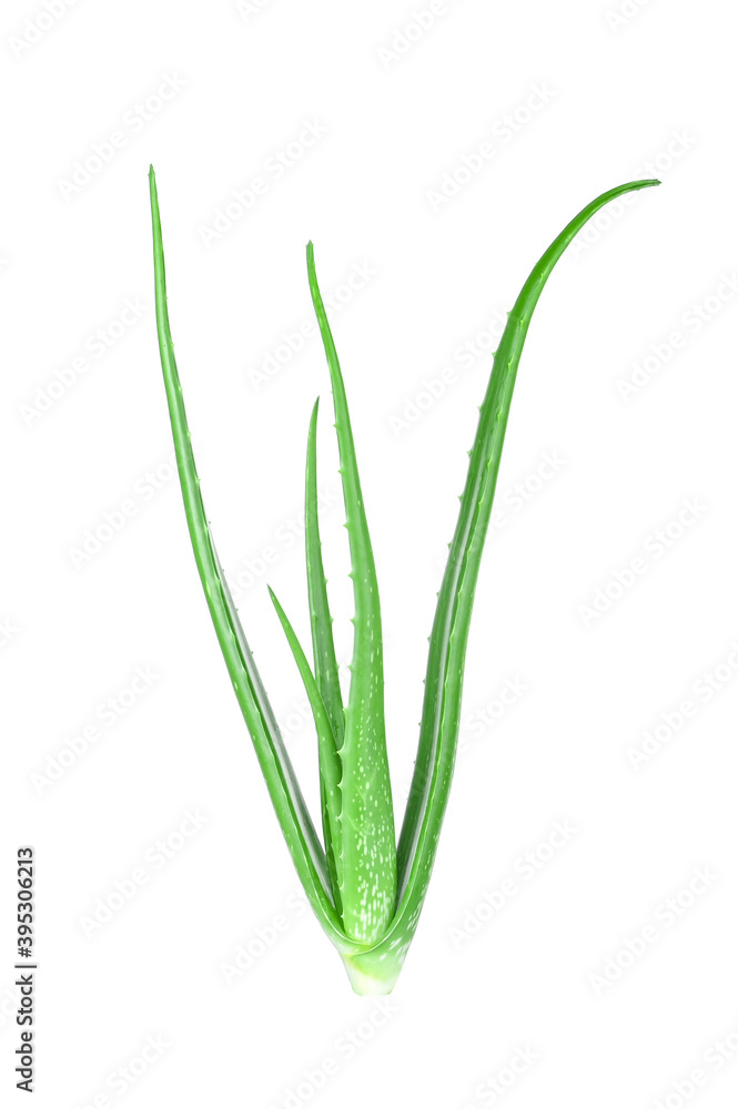 Aloe vera plant isolated on white background Aloe vera plant isolated on white background