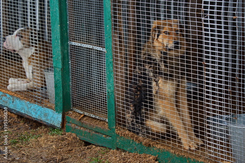 Fototapeta Dogs at the animal shelter.