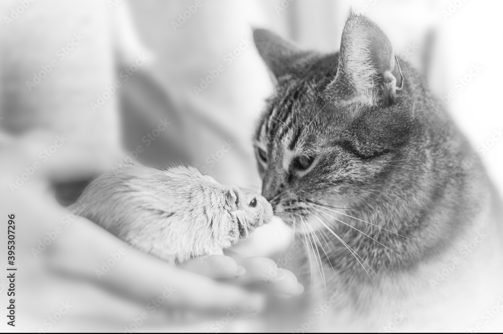 Katze und Maus, Freundschaft der anderen Art, Friendship Goal