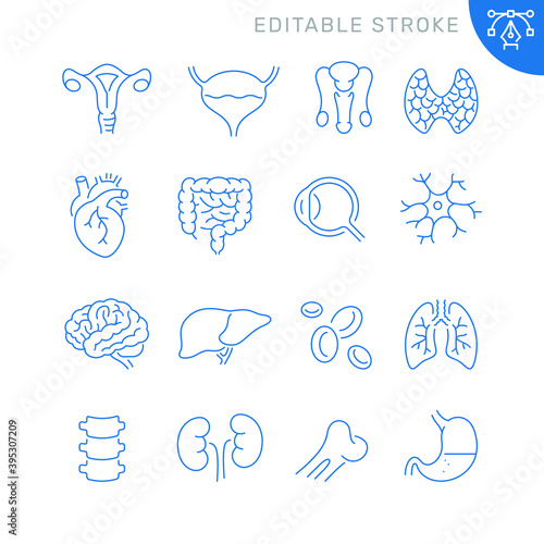 Anatomy organs related icons. Editable stroke. Thin vector icon set