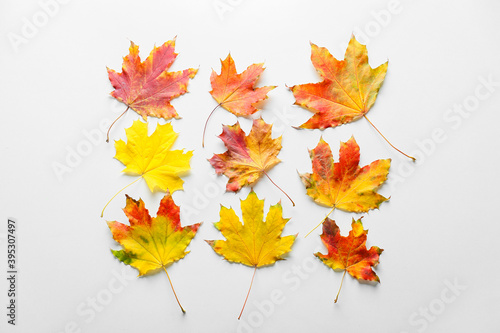 Bright autumn leaves on white background