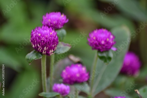 Gomphrena flower with green leaves, bokeh background