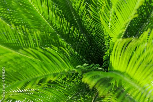 Palm tree leaves. Tropical forest natural  green pattern.