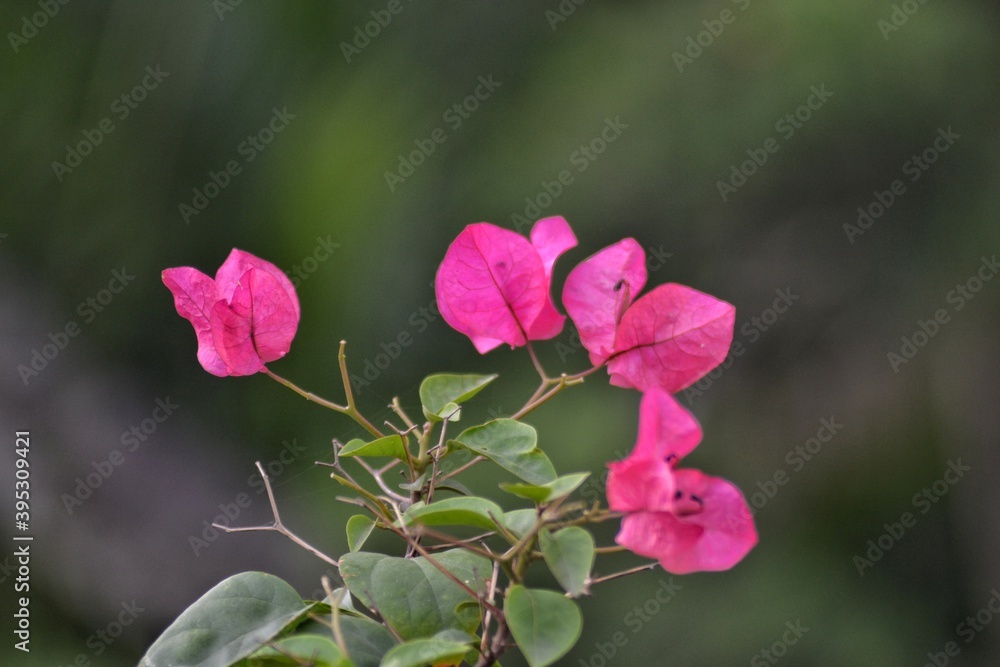 Bougainvillea flower with green leaves, bokeh background