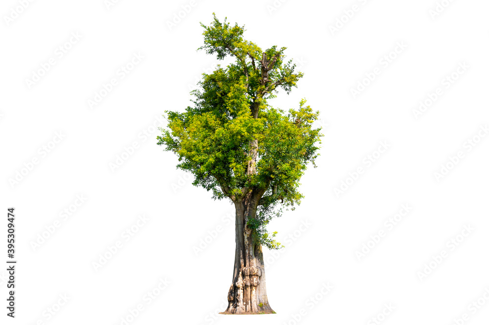 Obraz premium Tree Shrub Garden Decoration White Background