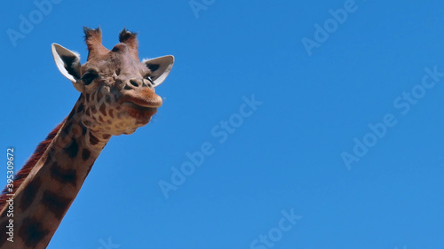 Photography giraffe on sky