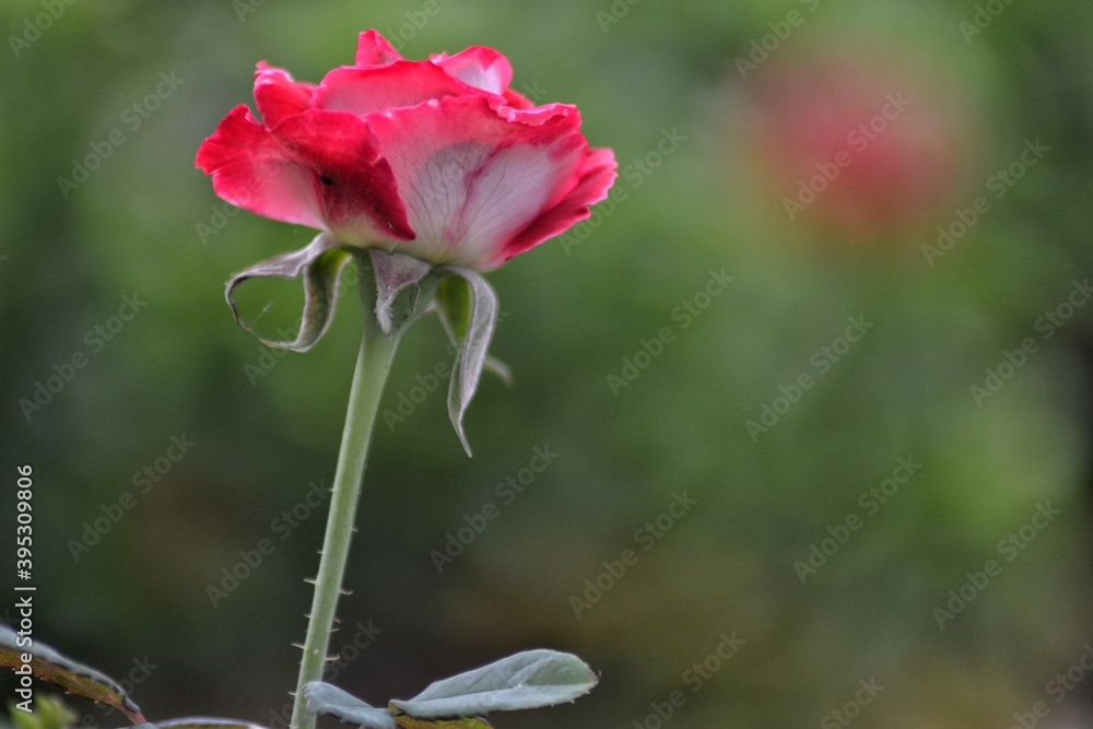 fresh topis roses, bokeh background