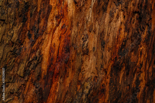 Wallpaper Mural wood texture Torontodigital.ca