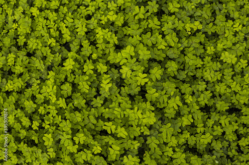 background of green clover