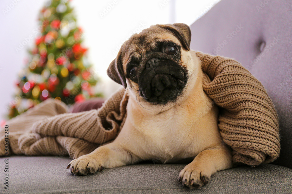 Adorable pug over the christmas tree with blurry festive decor. Portrait of beloved dog with wrinkled faceat home and pine tree with bokeh effect lights. Close up, copy space. Adorable pug over the christmas tree with blurry festive decor. Portrait of beloved dog with wrinkled faceat home and pine tree with bokeh effect lights. Close up, copy space.