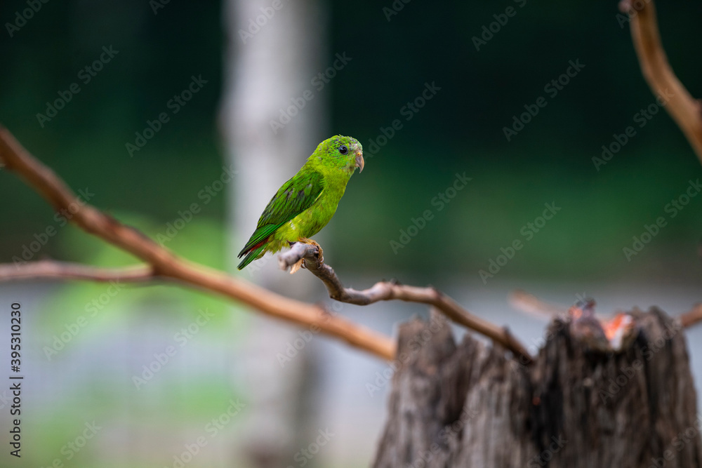 Blue - crowned Hanging Parrot