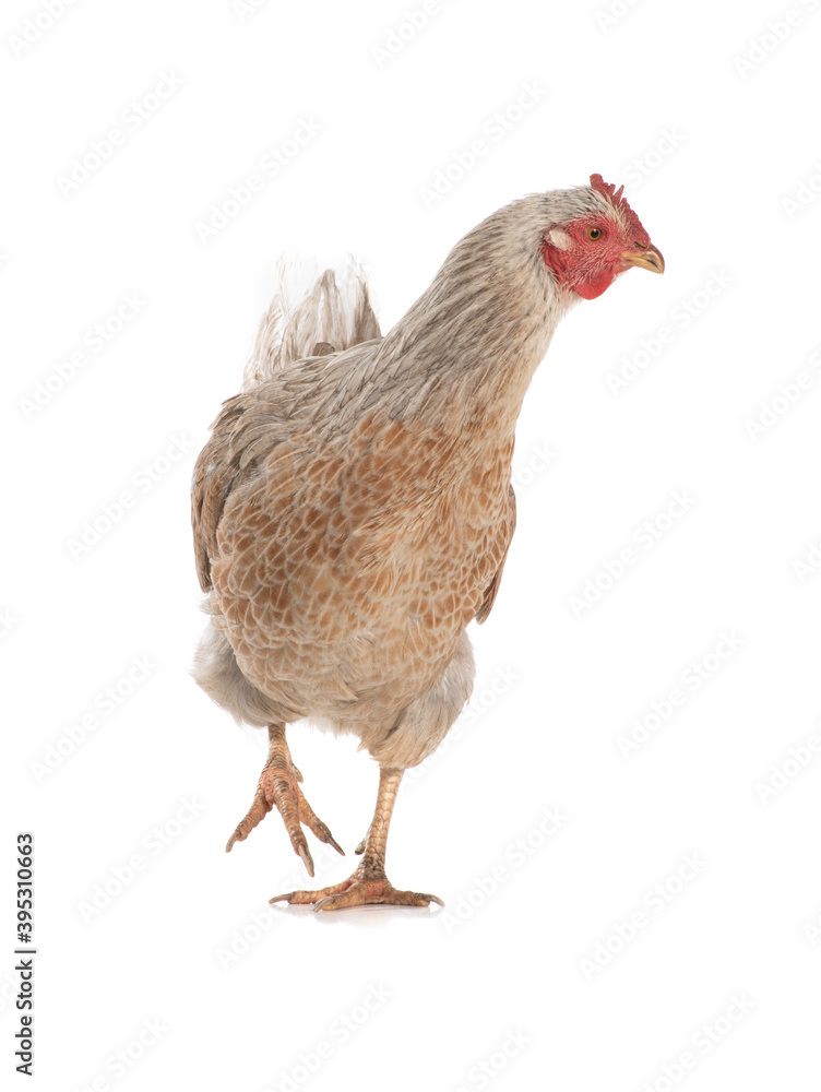 Fototapeta premium brown chicken isolated on a white background.