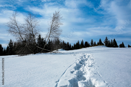 Fototapeta Naklejka Na Ścianę i Meble -  footprint on a mountain winter glade at sunny day