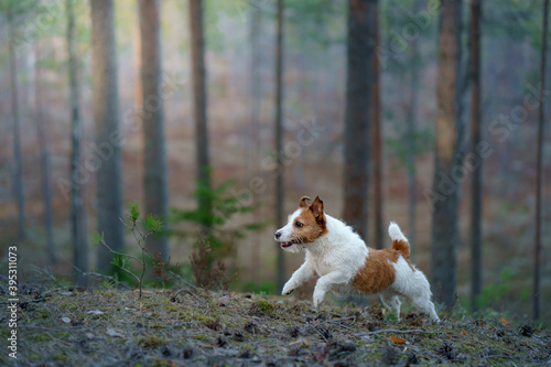 Fototapeta Naklejka Na Ścianę i Meble -  dog in the forest. Jack Russell Terrier walks on nature