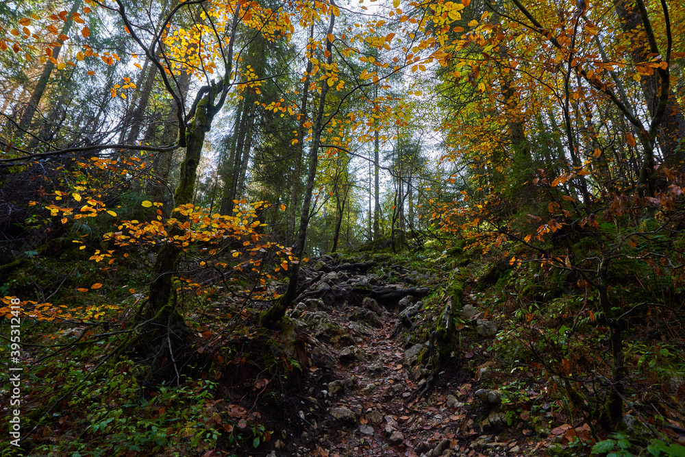 Pine forest in the autumn with a hiking trail Pine forest in the autumn with a hiking trail