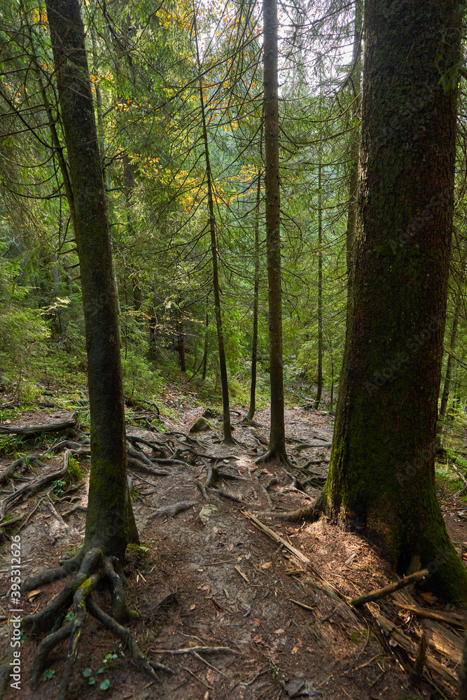 Obraz premium Pine forest in the autumn with a hiking trail