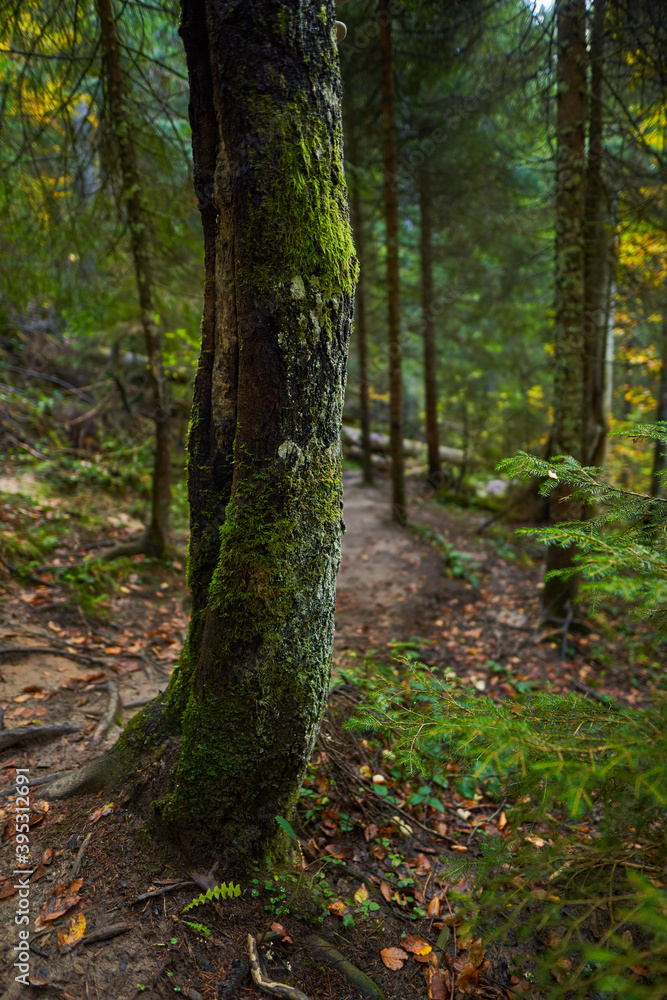 Fototapeta premium Pine forest in the autumn with a hiking trail