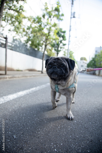 A pug's walking time