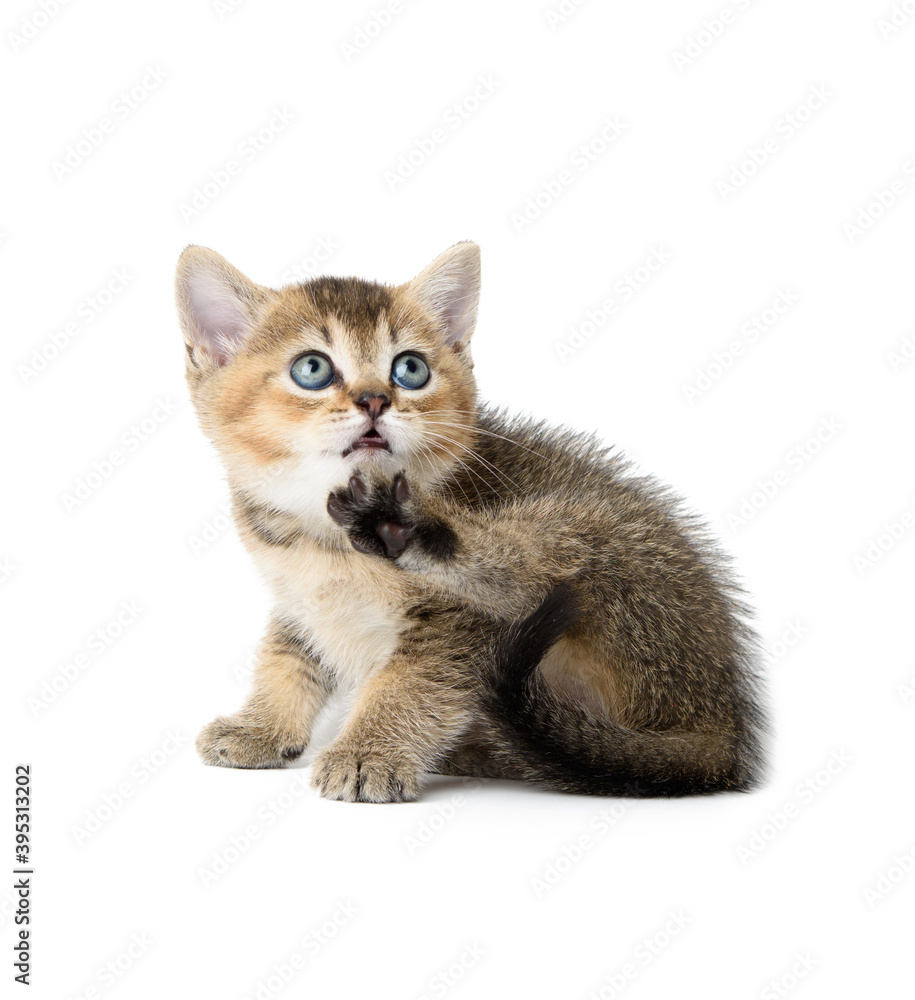 cute kitten of breed Scottish golden chinchilla straight sits on a white background