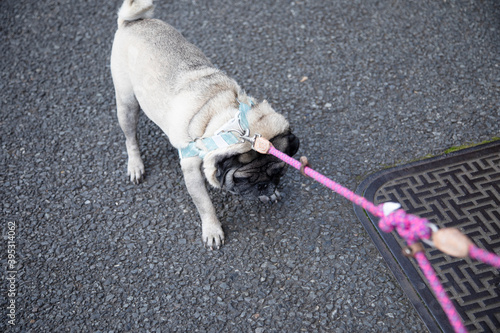 Pug doesn't want go for a walk photo