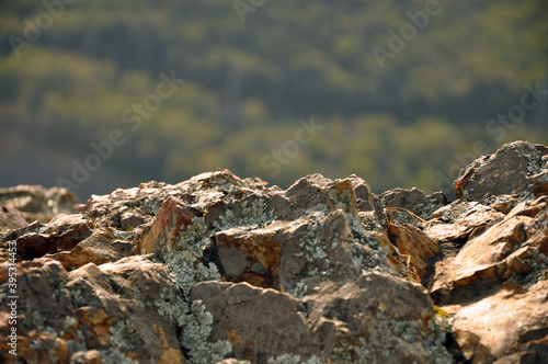 Mountain texture covered in lichen on a blurred background. Close-up photography.